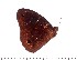  ( - DL93-0040)  @13 [ ] Copyright (2015) David.C .Lees Cambridge University Department of Zoologyu