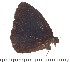  (Heteropsis erebennis - DL95-0004)  @13 [ ] Copyright (2015) David.C .Lees Cambridge University Department of Zoologyu
