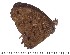 (Heteropsis alaokola - DL95-0005)  @14 [ ] Copyright (2015) David.C .Lees Cambridge University Department of Zoologyu