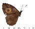  ( - DLBEK94_159)  @12 [ ] Copyright (2015) David.C .Lees Cambridge University Department of Zoologyu