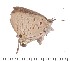  (Deudorix batikeli - DLBEK94_6B)  @14 [ ] Copyright (2015) David.C .Lees Cambridge University Department of Zoologyu