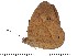  (Heteropsis laetifica - DL-05-112)  @12 [ ] Copyright (2015) David.C .Lees Cambridge University Department of Zoologyu