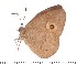  (Heteropsis andasibe - DL-05-532)  @14 [ ] Copyright (2015) David.C .Lees Cambridge University Department of Zoologyu