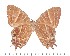 (Saribia perroti - DL-05-630A)  @13 [ ] Copyright (2015) David.C .Lees Cambridge University Department of Zoologyu