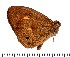  ( - DL-05-731)  @13 [ ] Copyright (2015) David.C .Lees Cambridge University Department of Zoologyu