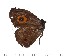  ( - DL-05-763)  @13 [ ] Copyright (2015) David.C .Lees Cambridge University Department of Zoologyu