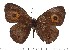  (Heteropsis lanyvary - DL-05-846)  @14 [ ] Copyright (2015) David.C .Lees Cambridge University Department of Zoologyu