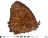  (Heteropsis parvidens - DL-4-926)  @11 [ ] Copyright (2015) David.C .Lees Cambridge University Department of Zoologyu