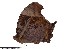  (Gnophodes - DL-SG98)  @11 [ ] Copyright (2015) David.C .Lees Cambridge University Department of Zoologyu