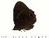  (Heteropsis bicristata - KAP-HB1)  @13 [ ] Copyright (2015) David.C .Lees Cambridge University Department of Zoologyu