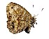  ( - MAD1403)  @11 [ ] Copyright (2015) David.C .Lees Cambridge University Department of Zoologyu