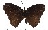  (Heteropsis pauliani - MTSBR)  @14 [ ] Copyright (2015) David.C .Lees Cambridge University Department of Zoologyu