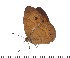  (Heteropsis mayottensis - TUR002)  @13 [ ] Copyright (2015) David.C .Lees Cambridge University Department of Zoologyu