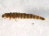  ( - BIOUG11189-A04)  @12 [ ] CreativeCommons - Attribution (2014) CBG Photography Group Centre for Biodiversity Genomics