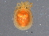  (Testudacarinae - BIOUG11189-A08)  @15 [ ] CreativeCommons - Attribution (2014) CBG Photography Group Centre for Biodiversity Genomics