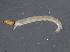  ( - BIOUG11189-C08)  @13 [ ] CreativeCommons - Attribution (2014) CBG Photography Group Centre for Biodiversity Genomics