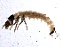  ( - BIOUG12556-A07)  @13 [ ] CreativeCommons - Attribution (2014) CBG Photography Group Centre for Biodiversity Genomics
