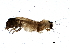  ( - BIOUG12556-C03)  @12 [ ] CreativeCommons - Attribution (2014) CBG Photography Group Centre for Biodiversity Genomics