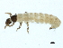  ( - BIOUG12556-D09)  @12 [ ] CreativeCommons - Attribution (2014) CBG Photography Group Centre for Biodiversity Genomics
