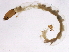  ( - BIOUG12556-H03)  @12 [ ] CreativeCommons - Attribution (2014) CBG Photography Group Centre for Biodiversity Genomics