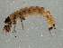  ( - BIOUG11119-B02)  @13 [ ] CreativeCommons - Attribution (2014) CBG Photography Group Centre for Biodiversity Genomics