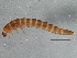  ( - BIOUG11119-C03)  @12 [ ] CreativeCommons - Attribution (2014) CBG Photography Group Centre for Biodiversity Genomics