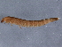  (Heterlimnius - BIOUG11119-F05)  @12 [ ] CreativeCommons - Attribution (2014) CBG Photography Group Centre for Biodiversity Genomics