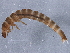  ( - BIOUG11119-F06)  @12 [ ] CreativeCommons - Attribution (2014) CBG Photography Group Centre for Biodiversity Genomics