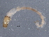  ( - BIOUG11119-G08)  @12 [ ] CreativeCommons - Attribution (2014) CBG Photography Group Centre for Biodiversity Genomics