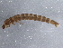  ( - BIOUG11119-H02)  @12 [ ] CreativeCommons - Attribution (2014) CBG Photography Group Centre for Biodiversity Genomics