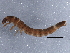  ( - BIOUG11119-H03)  @12 [ ] CreativeCommons - Attribution (2014) CBG Photography Group Centre for Biodiversity Genomics