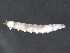  ( - WPS-05-01)  @11 [ ] CreativeCommons - Attribution (2015) CBG Photography Group Centre for Biodiversity Genomics