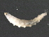 ( - WPS-05-02)  @11 [ ] CreativeCommons - Attribution (2015) CBG Photography Group Centre for Biodiversity Genomics