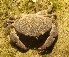  ( - 15-BMACGRV-00152)  @11 [ ] CreativeCommons - Attribution Non-Commercial Share-Alike (2018) Daniel H. Janzen Guanacaste Dry Forest Conservation Fund