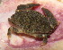  ( - 15-BMACGRV-00306)  @11 [ ] CreativeCommons - Attribution Non-Commercial Share-Alike (2018) Daniel H. Janzen Guanacaste Dry Forest Conservation Fund