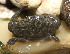  ( - 15-BMACGRV-00316)  @11 [ ] CreativeCommons - Attribution Non-Commercial Share-Alike (2018) Daniel H. Janzen Guanacaste Dry Forest Conservation Fund