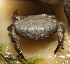  ( - 15-BMACGRV-00317)  @11 [ ] CreativeCommons - Attribution Non-Commercial Share-Alike (2018) Daniel H. Janzen Guanacaste Dry Forest Conservation Fund