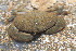  ( - 15-BMACGRV-00433)  @11 [ ] CreativeCommons - Attribution Non-Commercial Share-Alike (2018) Daniel H. Janzen Guanacaste Dry Forest Conservation Fund