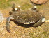  ( - 15-BMACGRV-00513)  @11 [ ] CreativeCommons - Attribution Non-Commercial Share-Alike (2018) Daniel H. Janzen Guanacaste Dry Forest Conservation Fund
