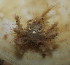  ( - 15-BMACGRV-00528)  @11 [ ] CreativeCommons - Attribution Non-Commercial Share-Alike (2018) Daniel H. Janzen Guanacaste Dry Forest Conservation Fund