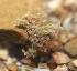  ( - 15-BMACGRV-00529)  @11 [ ] CreativeCommons - Attribution Non-Commercial Share-Alike (2018) Daniel H. Janzen Guanacaste Dry Forest Conservation Fund
