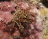  ( - 15-BMACGRV-00833)  @11 [ ] CreativeCommons - Attribution Non-Commercial Share-Alike (2018) Daniel H. Janzen Guanacaste Dry Forest Conservation Fund