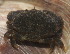  ( - 15-BMACGRV-00840)  @11 [ ] CreativeCommons - Attribution Non-Commercial Share-Alike (2018) Daniel H. Janzen Guanacaste Dry Forest Conservation Fund