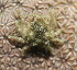  ( - 15-BMACGRV-00849)  @11 [ ] CreativeCommons - Attribution Non-Commercial Share-Alike (2018) Daniel H. Janzen Guanacaste Dry Forest Conservation Fund