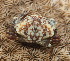  ( - 15-BMACGRV-00996)  @11 [ ] CreativeCommons - Attribution Non-Commercial Share-Alike (2018) Daniel H. Janzen Guanacaste Dry Forest Conservation Fund