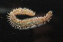  ( - 16-BMACGANE-00054)  @11 [ ] CreativeCommons - Attribution Non-Commercial Share-Alike (2018) Daniel H. Janzen Guanacaste Dry Forest Conservation Fund