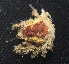  ( - 16-BMACGRV-01242)  @11 [ ] CreativeCommons - Attribution Non-Commercial Share-Alike (2018) Daniel H. Janzen Guanacaste Dry Forest Conservation Fund