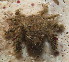  ( - 16-BMACGRV-01243)  @11 [ ] CreativeCommons - Attribution Non-Commercial Share-Alike (2018) Daniel H. Janzen Guanacaste Dry Forest Conservation Fund