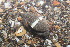  ( - 16-BMACGRV-01383)  @11 [ ] CreativeCommons - Attribution Non-Commercial Share-Alike (2018) Daniel H. Janzen Guanacaste Dry Forest Conservation Fund