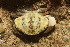  ( - 16-BMACGRV-01804)  @11 [ ] CreativeCommons - Attribution Non-Commercial Share-Alike (2018) Daniel H. Janzen Guanacaste Dry Forest Conservation Fund